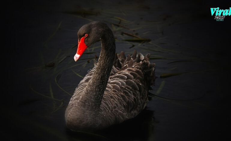 What Is Black Swan Event in Cryptocurrencies?