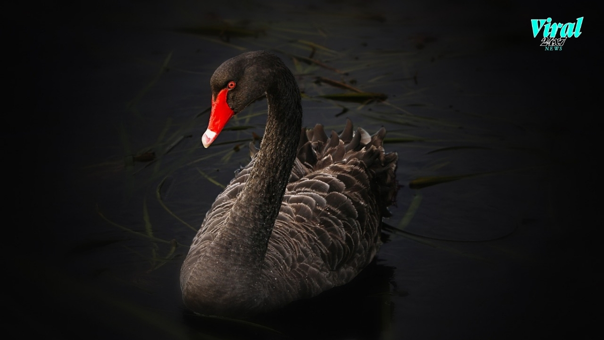 What Is Black Swan Event in Cryptocurrencies?